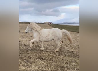 Pony Islandese, Giumenta, 8 Anni, 140 cm, Bianco