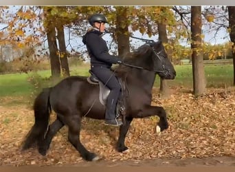 Pony Islandese, Giumenta, 8 Anni, 140 cm, Morello