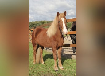 Pony Islandese, Giumenta, 8 Anni, 140 cm, Sauro