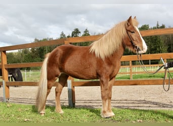 Pony Islandese, Giumenta, 8 Anni, 140 cm, Sauro