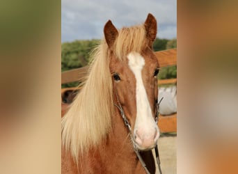 Pony Islandese, Giumenta, 8 Anni, 140 cm, Sauro