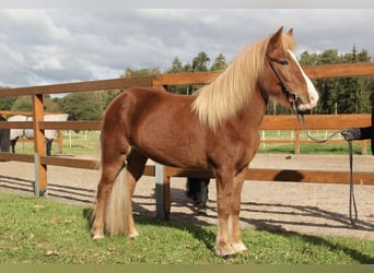 Pony Islandese, Giumenta, 8 Anni, 140 cm, Sauro