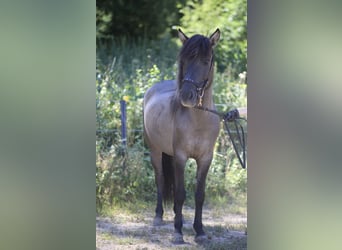 Pony Islandese, Giumenta, 8 Anni, 141 cm, Falbo