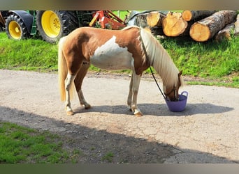 Pony Islandese, Giumenta, 8 Anni, 142 cm, Pezzato