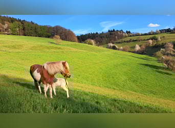 Pony Islandese, Giumenta, 8 Anni, 142 cm, Pezzato