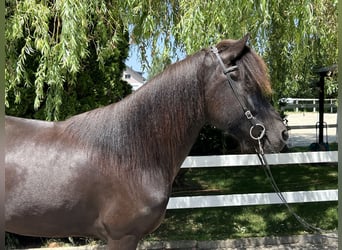 Pony Islandese, Giumenta, 8 Anni, 143 cm, Morello