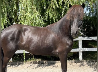 Pony Islandese, Giumenta, 8 Anni, 143 cm, Morello
