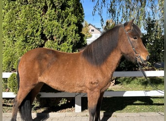 Pony Islandese, Giumenta, 8 Anni, 144 cm, Baio