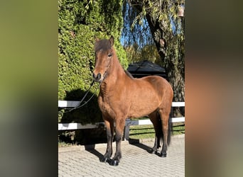 Pony Islandese, Giumenta, 8 Anni, 144 cm, Baio