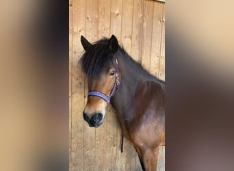 Pony Islandese, Giumenta, 8 Anni, 144 cm, Baio chiaro