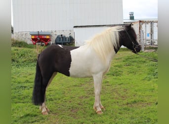 Pony Islandese, Giumenta, 8 Anni, 144 cm, Tobiano-tutti i colori