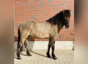 Pony Islandese, Giumenta, 8 Anni, 145 cm, Falbo