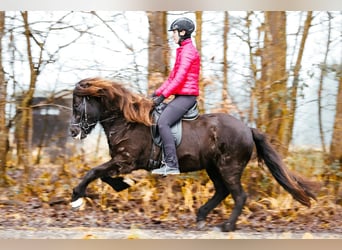 Pony Islandese, Giumenta, 8 Anni, 146 cm, Morello