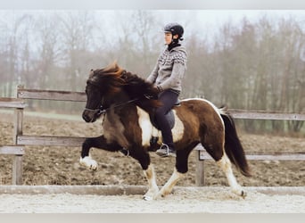 Pony Islandese, Giumenta, 8 Anni, 146 cm, Pezzato