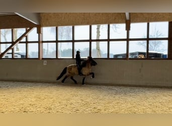 Pony Islandese, Giumenta, 8 Anni, 153 cm, Falbo