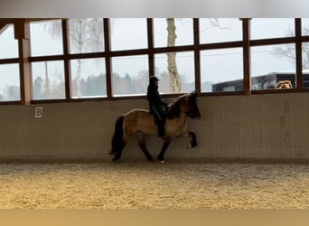 Pony Islandese, Giumenta, 8 Anni, 153 cm, Falbo