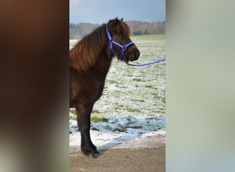 Pony Islandese, Giumenta, 8 Anni, Morello