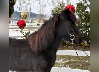 Pony Islandese, Giumenta, 9 Anni, 133 cm