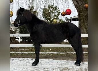Pony Islandese, Giumenta, 9 Anni, 133 cm, Morello