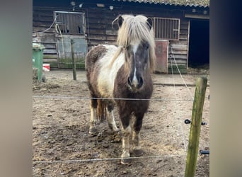 Pony Islandese, Giumenta, 9 Anni, 135 cm, Pezzato