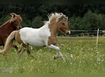 Pony Islandese, Giumenta, 9 Anni, 135 cm, Pezzato