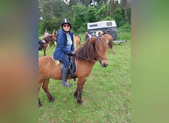 Pony Islandese, Giumenta, 9 Anni, 136 cm, Baio