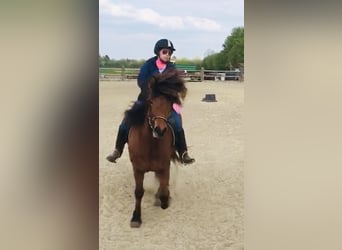 Pony Islandese, Giumenta, 9 Anni, 136 cm, Baio