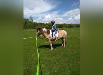 Pony Islandese, Giumenta, 9 Anni, 136 cm, Pezzato