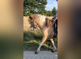 Pony Islandese, Giumenta, 9 Anni, 136 cm, Pezzato