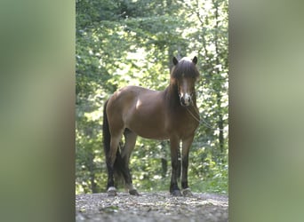 Pony Islandese, Giumenta, 9 Anni, 138 cm, Baio