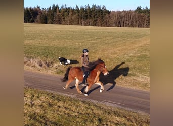 Pony Islandese, Giumenta, 9 Anni, 138 cm, Baio