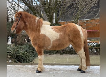 Pony Islandese, Giumenta, 9 Anni, 140 cm, Pezzato