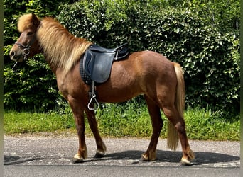 Pony Islandese, Giumenta, 9 Anni, 140 cm, Sauro scuro