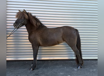 Pony Islandese, Giumenta, 9 Anni, 143 cm, Morello