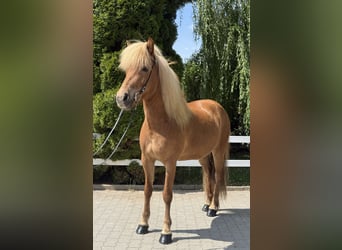 Pony Islandese, Giumenta, 9 Anni, 143 cm, Sauro