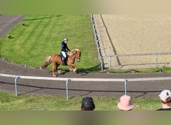 Pony Islandese, Giumenta, 9 Anni, 143 cm, Sauro