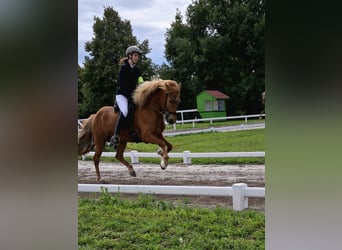Pony Islandese, Giumenta, 9 Anni, 143 cm, Sauro