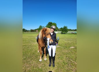 Pony Islandese, Giumenta, 9 Anni, 143 cm, Sauro