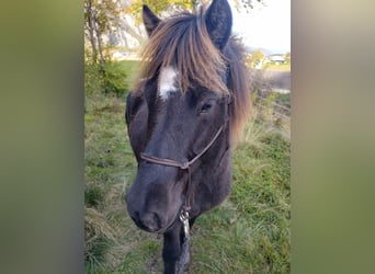 Pony Islandese, Giumenta, 9 Anni, 144 cm, Baio nero