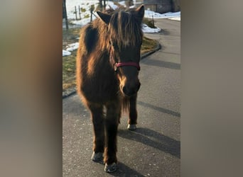 Pony Islandese, Giumenta, 9 Anni, 144 cm, Baio nero