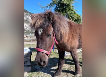 Pony Islandese, Giumenta, 9 Anni, 144 cm, Baio nero