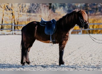 Pony Islandese, Giumenta, 9 Anni, 144 cm, Morello