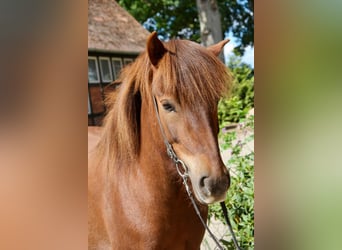 Pony Islandese, Giumenta, 9 Anni, 145 cm, Sauro scuro