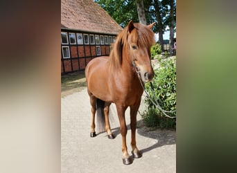 Pony Islandese, Giumenta, 9 Anni, 145 cm, Sauro scuro