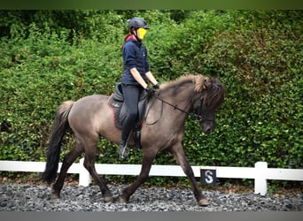 Pony Islandese, Giumenta, 9 Anni, 150 cm, Grullo