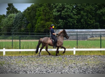Pony Islandese, Giumenta, 9 Anni, 150 cm, Grullo