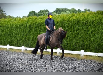 Pony Islandese, Giumenta, 9 Anni, 150 cm, Grullo