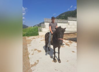 Pony Islandese, Giumenta, 9 Anni