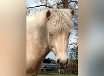 Pony Islandese, Giumenta, 9 Anni, Palomino