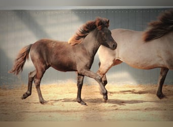 Pony Islandese, Giumenta, Puledri (04/2025), 140 cm, Morello